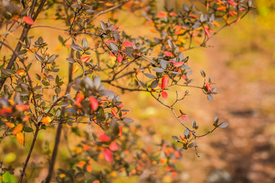 Close-up of autumn leaves on tree