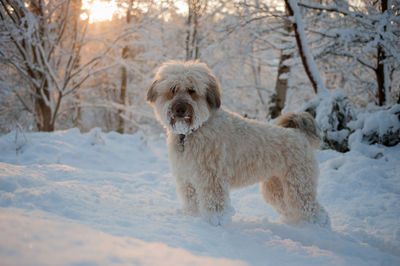 Portrait of dog standing on snow covered field