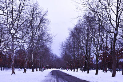 Snow covered bare trees against sky