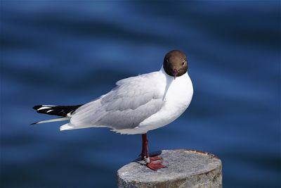 Close-up of black-headed gull perching on wooden post in sea