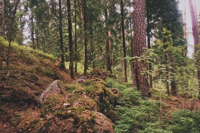 Trees in woodland