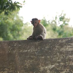 Monkey sitting on retaining wall against sky