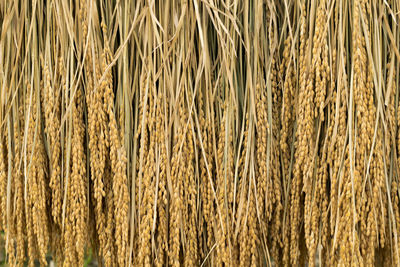 Full frame shot of wheat