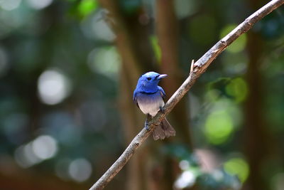 animal wildlife
