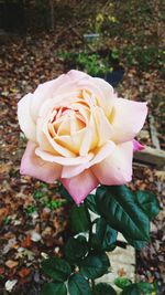 Close-up of pink rose blooming outdoors