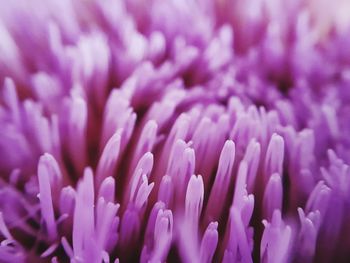 Macro shot of pink flower