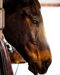 Close up portrait of a happy horse in stable at sunset 