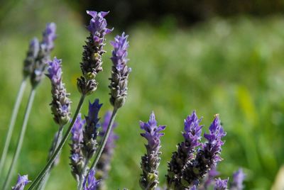 Close-up of purple flowering plant