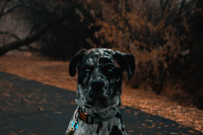 Portrait of dog on field