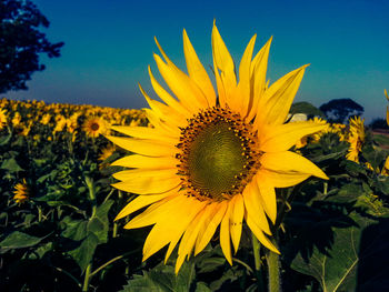 Close-up of sunflower