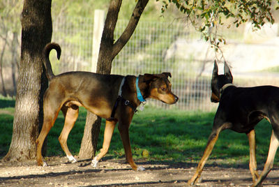 Dogs meeting