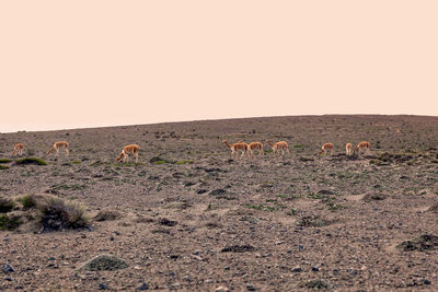 Scenic view of desert against clear sky