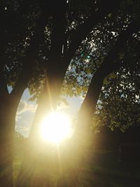 Sun shining through trees