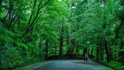 Footpath amidst trees in forest