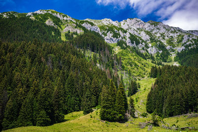 Scenic view of pine trees and mountains against sky