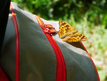 Close-up of butterfly on leaf