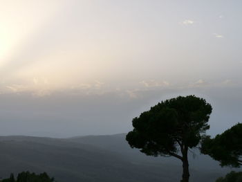 Trees on mountain against sky