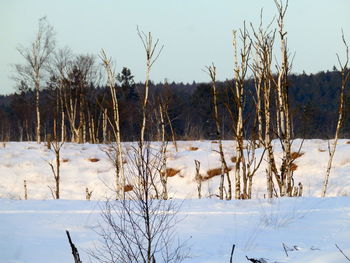 Bare trees on snow field against sky