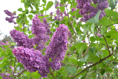 Close-up of purple flowers