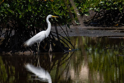 View of a bird in lake