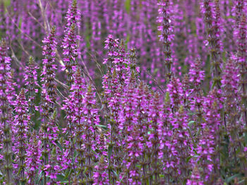 Close-up of purple lavender flowers on field