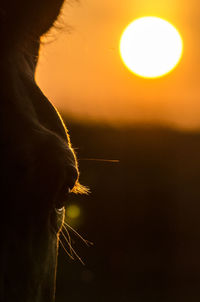 Extreme close up of horse eye against sunset