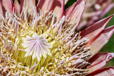 Close-up of pink flowering plant