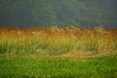 Close-up of grass in field