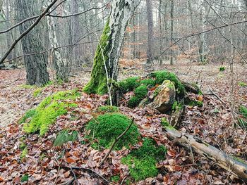 Moss growing on tree in forest