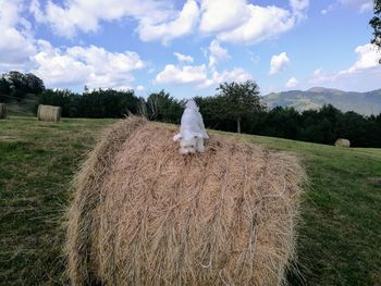 Hay bales in a field