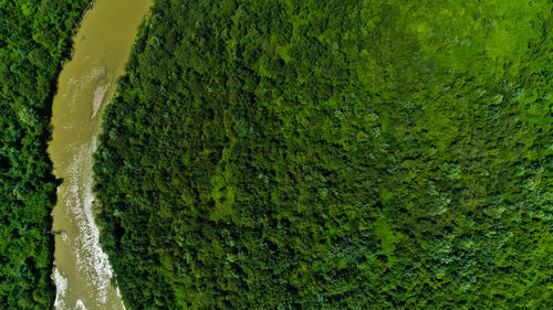 High angle view of moss growing on tree trunk