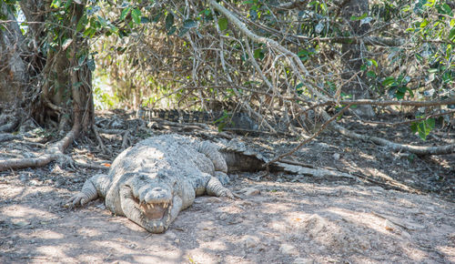 Close-up of a crocodile in wetland