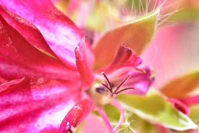 Close-up of pink rose flower