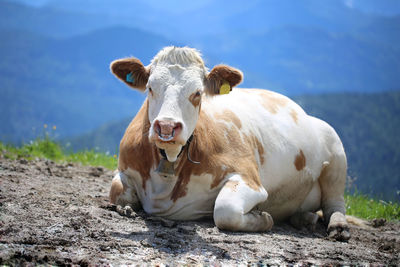 Cow resting on field by mountains