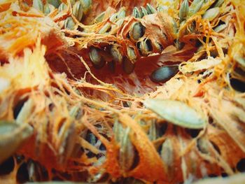 Close-up of orange leaves