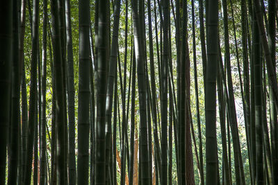 Low angle view of bamboo trees in forest