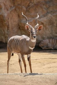 Deer standing against wall