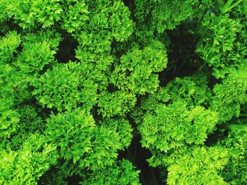 Full frame shot of fresh green plants