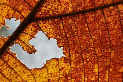 Low angle view of orange tree against sky