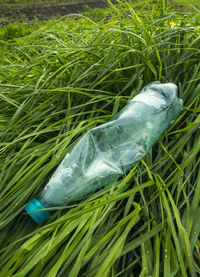 High angle view of fish on field