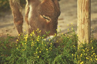 Donkey eating yellow flowers 