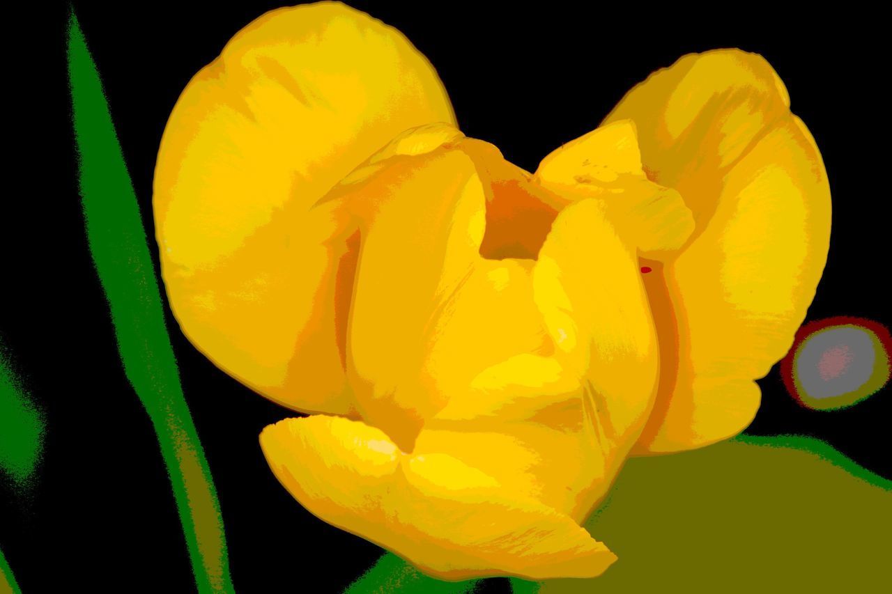 CLOSE-UP OF FRESH YELLOW FLOWER AGAINST BLACK BACKGROUND