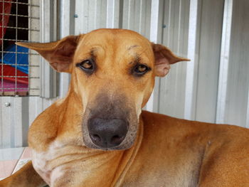 Close-up portrait of dog looking at camera