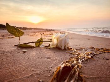 White rose on beach against sky during sunset