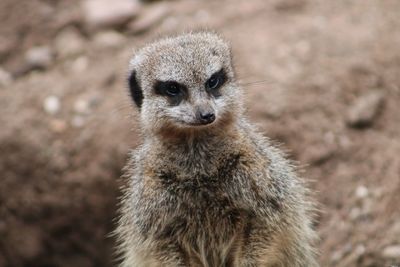 Close-up portrait of meerkat on field