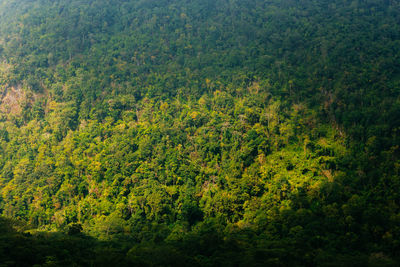 High angle view of trees in forest