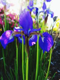 Close-up of purple flowers