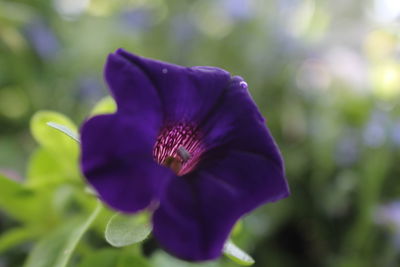 Close-up of purple flower blooming outdoors