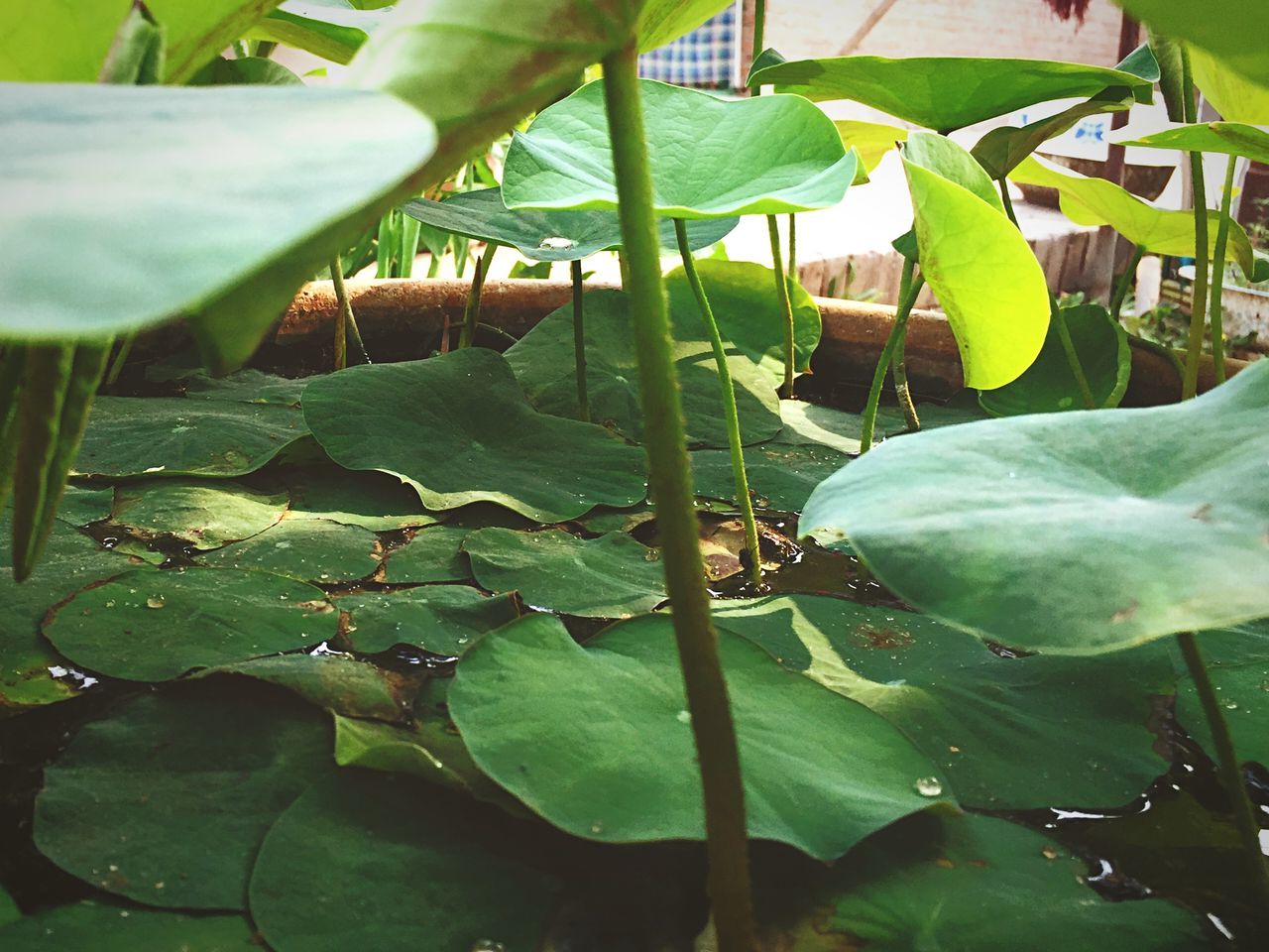 leaf, green color, plant, growth, nature, high angle view, sunlight, day, outdoors, leaves, close-up, beauty in nature, no people, tranquility, water, pond, green, park - man made space, focus on foreground, animal themes