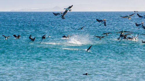 View of birds in sea